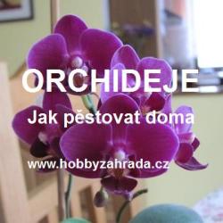 2081-orchideje_jak_pestovat_doma_250.jpg