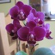 Rady pro pstovn orchidej