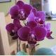 Pstovn orchidej v byt